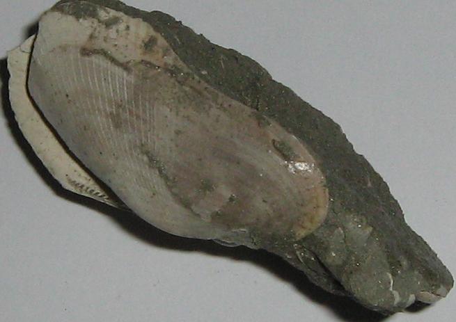 Barbatia mytiloides  (Brocchi, 1814) - pliocene - Toscana